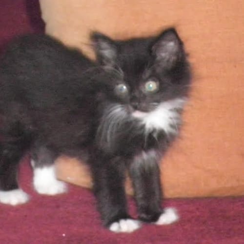 No photo for Shiloh   Kitten Kapers Rescue