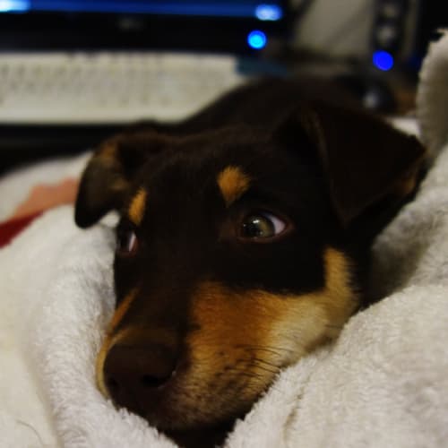 Cupcake (now Sunny)