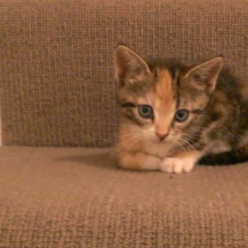 No photo for Cleo