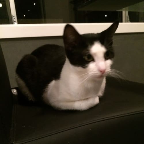No photo for Pickle