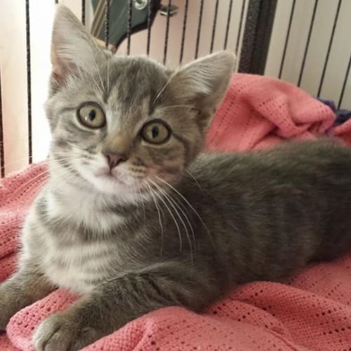 Bucket (kid friendly)