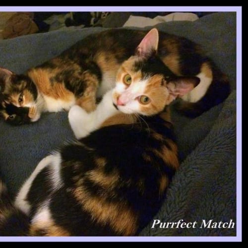 "Birdie" - Purrfect Match
