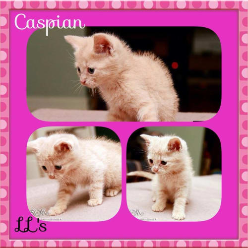 No photo for Caspian 