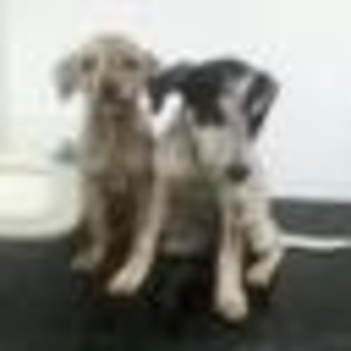 No photo for Star / Adoption Pending