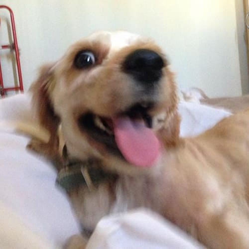 Marley