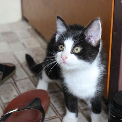 No photo for Mittens K0058