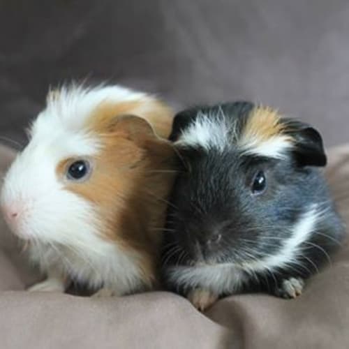 No photo for Clancy And Sidney