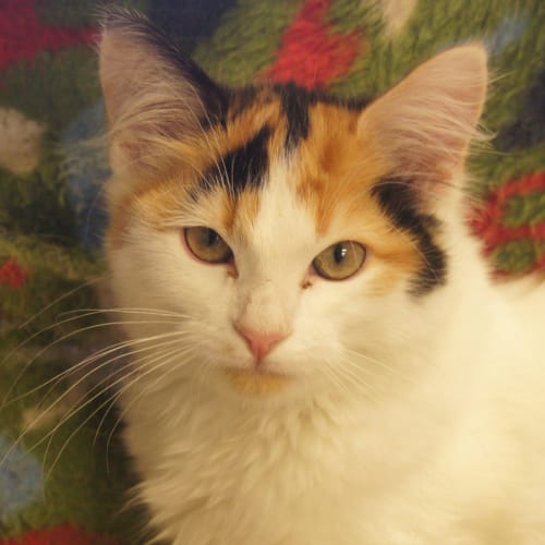 No photo for Maple