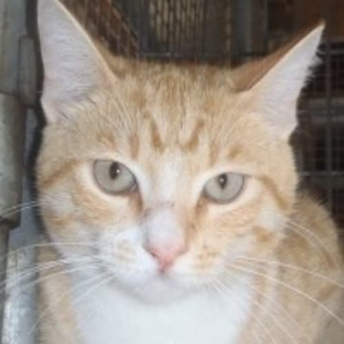 Benji