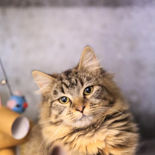 No photo for Pebbles