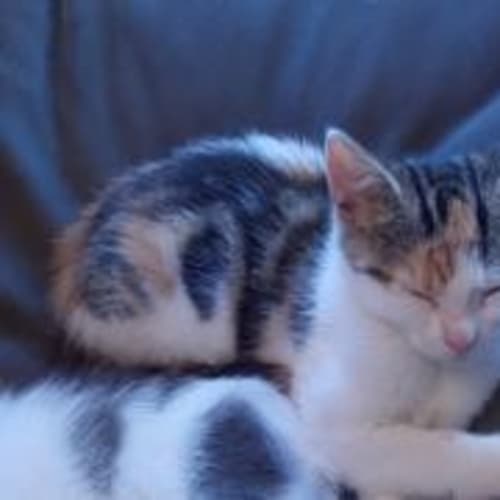 No photo for Tiger (Located In Eltham)