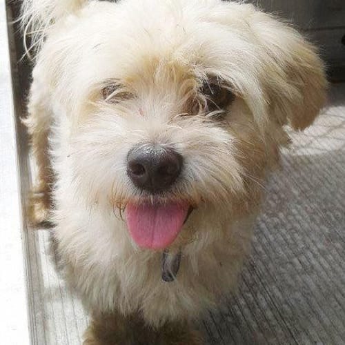 No photo for George   Adoption  Pending