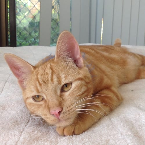 No photo for Pumpkin