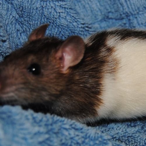 No photo for Bessie