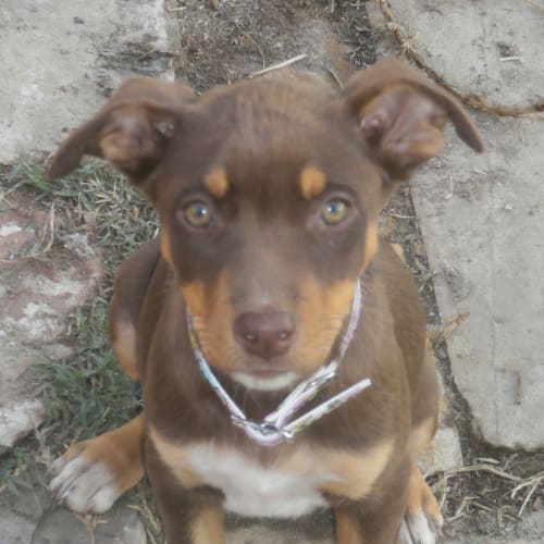 No photo for Dora