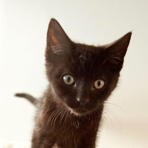 No photo for Blackie