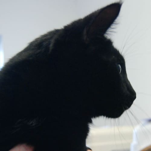 No photo for Inky