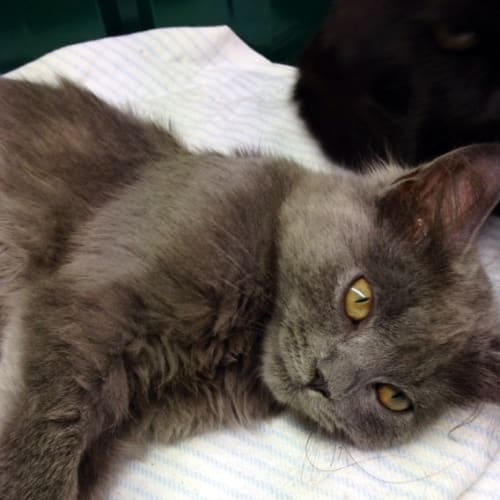 No photo for Ava (Squawks Pet Store)