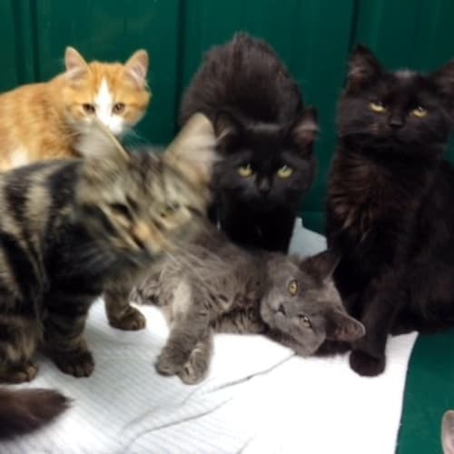 No photo for Lucy (Squawks Pet Store)