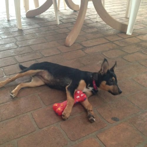 Beautiful Sadie 16 week old puppy!