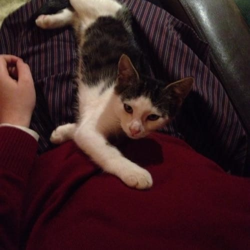 No photo for Sulley (Come Meet Me At Ivanhoe East Vet Hospital)