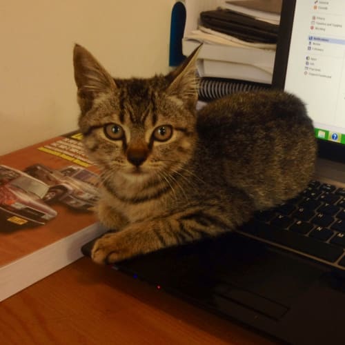 No photo for Giblet*On Trialwith My New Family*
