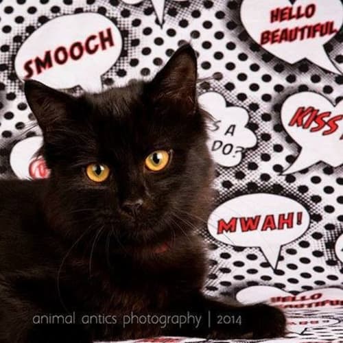No photo for Scout