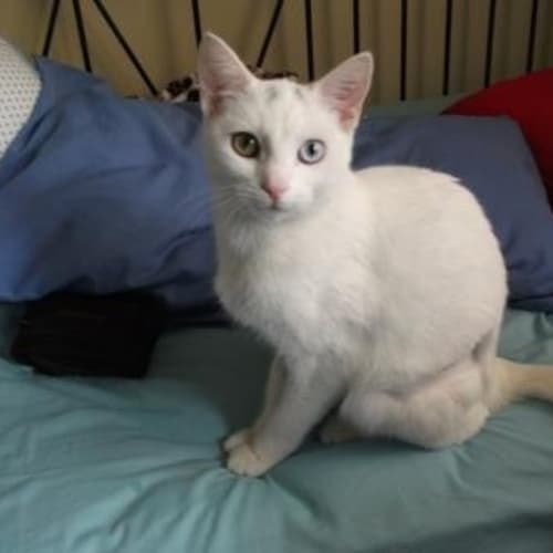 Quote - Assisted Rehoming 