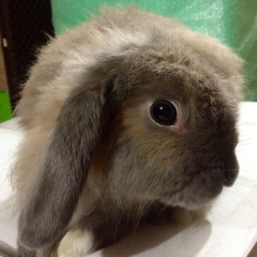 Jack (Squawks Pet Store)