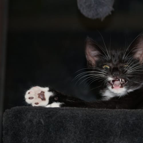 Penelope