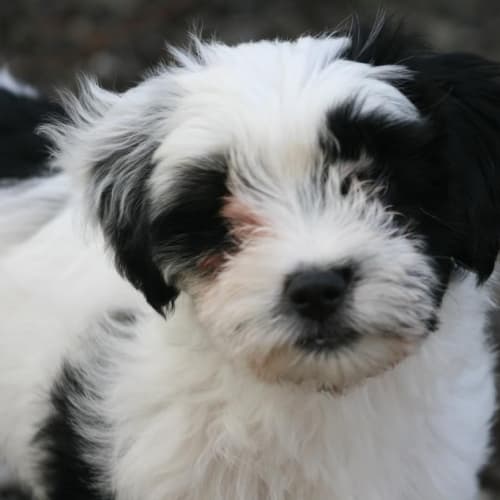 No photo for Puppy Storm (On Trial 21/6/14)