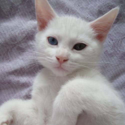 No photo for Astrid & Bowie (Dual Adoption)