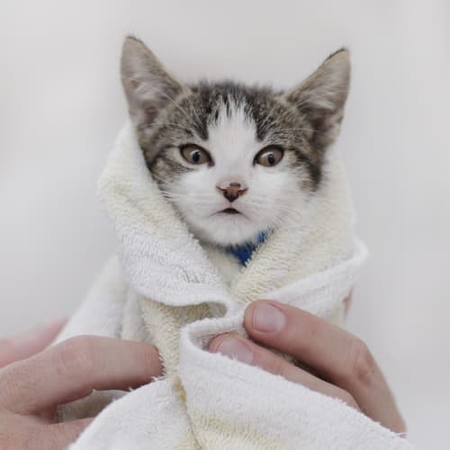 No photo for Pound Cats | Yoda