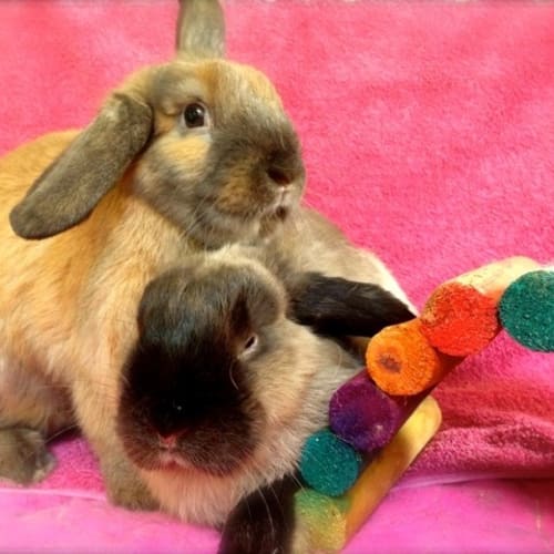 Penny & Cinnamon
