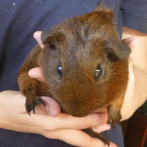 No photo for Wombat