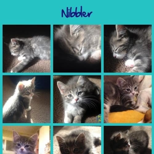 Nibbler