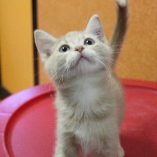 No photo for Simba
