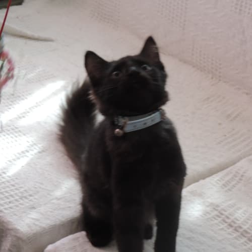 No photo for Cinders