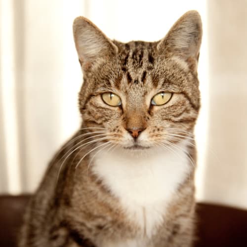No photo for Mindy   $50 Adoption Fee
