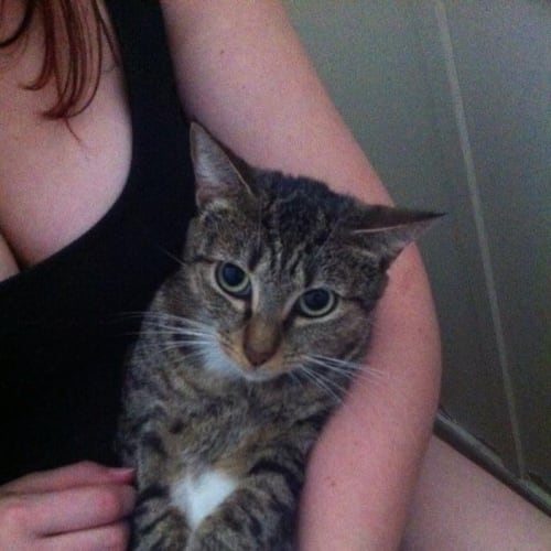 No photo for Gidget