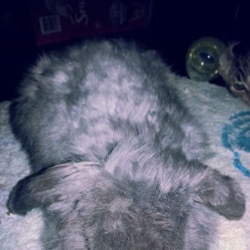 No photo for Sage *On Trial In New Home!!**