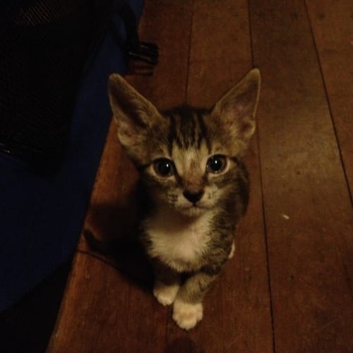 No photo for Gizmo