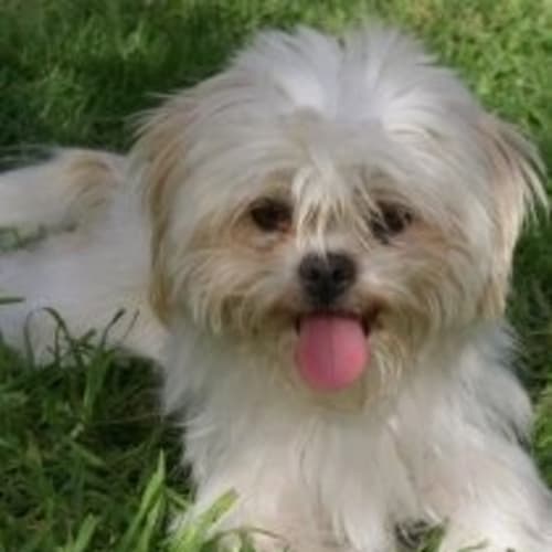 No photo for Kimba