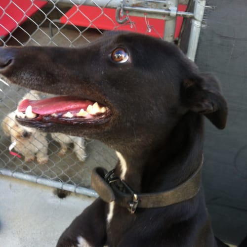 Terrific and Fabulous "Tilly". Brisbane based