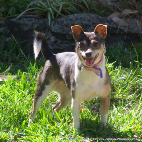 Wynnie (On Trial 6/12/14)~ Mini Foxy