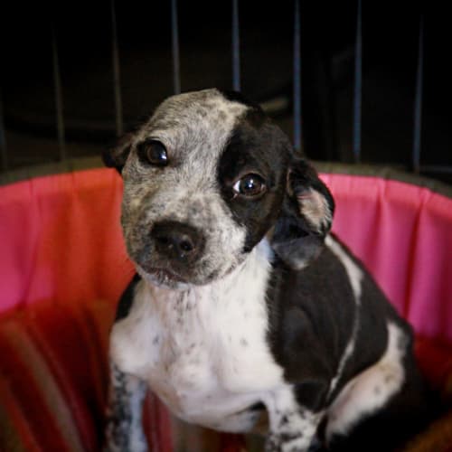 No photo for Sage | Wollongong Animal Rescue Network