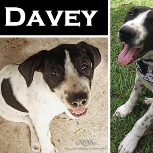 Davey