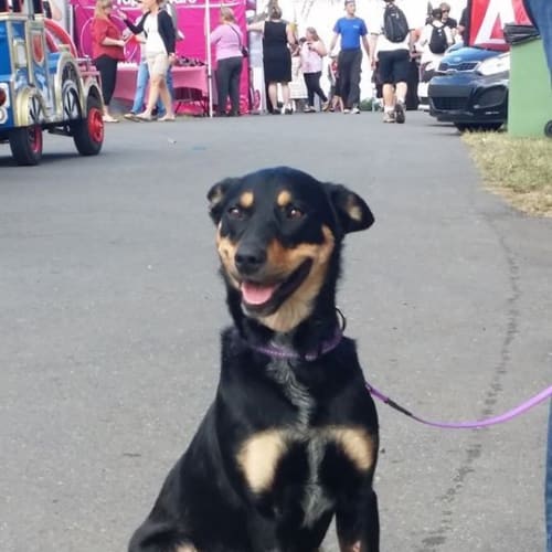No photo for Shiloh (Qld)