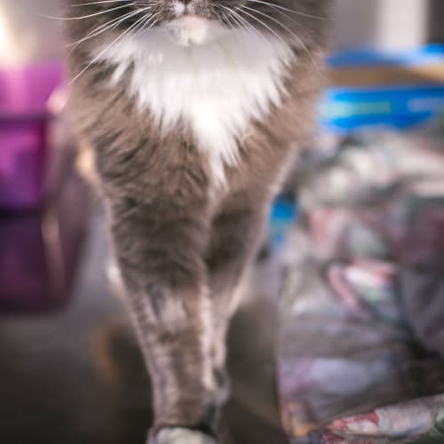 No photo for Sapphire