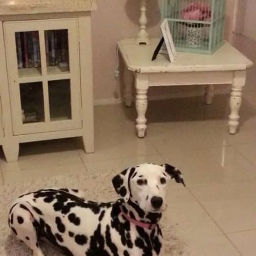 No photo for Willow ** A Purebred Dalmation **